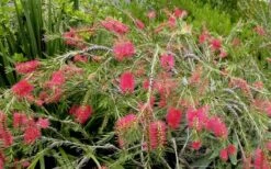 Woodlanders Cold Hardy Red Bottlebrush - Callistemon - 1 Gallon Pot -Plant Shop Bottlebrush Woodlanders Hardy Red 22