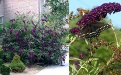 Black Knight Butterfly Bush - 1 Gallon Pot -Plant Shop Butterfly Bush Black Knight 2