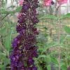 Black Knight Butterfly Bush - 3 Gallon Pot -Plant Shop Butterfly Bush Black Knight 500x750 2