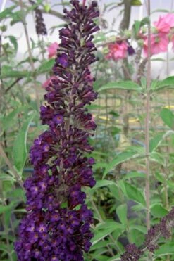 Black Knight Butterfly Bush - 3 Gallon Pot