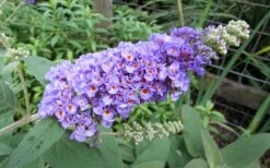Lo & Behold Blue Chip Dwarf Butterfly Bush - 1 Gallon Pot -Plant Shop Butterfly Bush Blue Chip