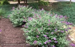 Lo & Behold Blue Chip Dwarf Butterfly Bush - 1 Gallon Pot -Plant Shop Butterfly Bush Blue Chip 50