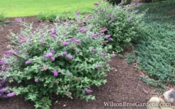 Lo & Behold Blue Chip Dwarf Butterfly Bush - 1 Gallon Pot -Plant Shop Butterfly Bush Blue Chip Buddleia wb