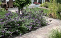 Lo & Behold Blue Chip Dwarf Butterfly Bush - 1 Gallon Pot -Plant Shop Butterfly Bush Blue Chip Massed 2
