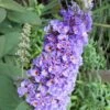 Lo & Behold Blue Chip Dwarf Butterfly Bush - 1 Gallon Pot -Plant Shop Butterfly Bush Blue Chip Rev 500x750 1