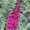 Cranrazz Butterfly Bush - 3 Gallon Pot -Plant Shop Butterfly Bush Cranrazz 500x750 1