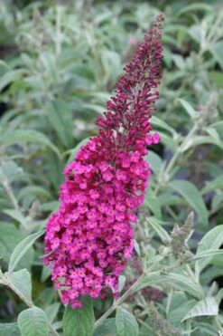 Cranrazz Butterfly Bush - 3 Gallon Pot