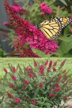 Miss Molly Butterfly Bush - Buddleia - 3 Gallon Pot -Plant Shop Butterfly Bush Miss Molly 1 1