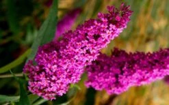 Royal Red Butterfly Bush - Buddleia - 3 Gallon Pot -Plant Shop Butterfly Bush Royal Red
