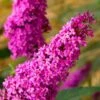 Royal Red Butterfly Bush - Buddleia - 3 Gallon Pot -Plant Shop Butterfly Bush Royal Red 500x750 1