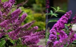 Buddleia Flutterby Petite Tutti Fruitti Dwarf Butterfly Bush - 3 Gallon Pot -Plant Shop Butterfly Bush Tutti Fruitti