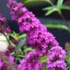 Buddleia Flutterby Petite Tutti Fruitti Dwarf Butterfly Bush - 1 Gallon Pot -Plant Shop Butterfly Bush Tutti Frutti 500x750 2
