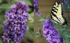 Buddleia Flutterby Petite Blue Heaven Dwarf Butterfly Bush - 3 Gallon Pot -Plant Shop Butterfly Flutterby Blue heaven 1