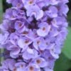 Buddleia Flutterby Petite Blue Heaven Dwarf Butterfly Bush - 6 Pack Of 1 Gallon Pots -Plant Shop Butterfly Petite Blue heaven 500x750 1