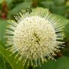 Fiber Optics Buttonbush (Cephalanthus Occidentalis 'Bailoptics') - 3 Gallon Pot -Plant Shop Buttonbush Fiber Optics 1