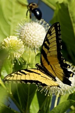 Fiber Optics Buttonbush (Cephalanthus Occidentalis 'Bailoptics') - 3 Gallon Pot -Plant Shop Buttonbush Sugar Shack 3