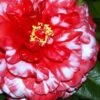 Bobbie Fain Red & White Variegated Camellia Japonica - 1 Gallon Pot 1 Bobbie Fain Red & White Variegated Camellia Japonica - 1 Gallon Pot -Plant Shop Camellia Bobby Fain 1