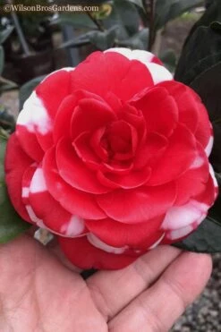 Dixie Knight Supreme Camellia Japonica - 3 Gallon Pot 13 Dixie Knight Supreme Camellia Japonica - 3 Gallon Pot -Plant Shop Camellia Dixie Knight 10