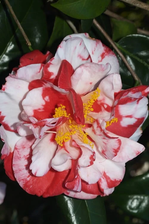 Dixie Knight Supreme Camellia Japonica - 3 Gallon Pot 3 Dixie Knight Supreme Camellia Japonica - 3 Gallon Pot