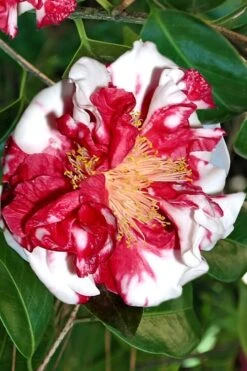 Dixie Knight Supreme Camellia Japonica - 3 Gallon Pot 11 Dixie Knight Supreme Camellia Japonica - 3 Gallon Pot -Plant Shop Camellia Dixie Knight Supreme 3