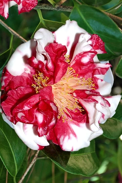 Dixie Knight Supreme Camellia Japonica - 3 Gallon Pot 6 Dixie Knight Supreme Camellia Japonica - 3 Gallon Pot - Image 4