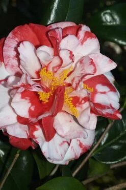 Dixie Knight Supreme Camellia Japonica - 3 Gallon Pot 12 Dixie Knight Supreme Camellia Japonica - 3 Gallon Pot -Plant Shop Camellia Dixie Knight Supreme 67