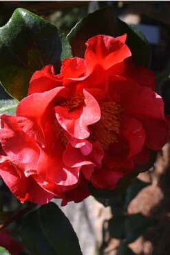 Frank Brownlee Camellia - 3 Gallon Pot -Plant Shop Camellia Frank Brownlee 2