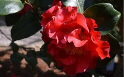 Frank Brownlee Camellia - 3 Gallon Pot -Plant Shop Camellia Frank Brownlee 3