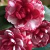 Kiku-Toji Camellia Japonica - 1 Gallon Pot -Plant Shop Camellia Kiku Toji 2