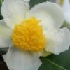 Yellow Big Leaf Tea Plant - Camellia Sinensis - 1 Gallon Pot -Plant Shop Camellia Yellow Big Leaf Flower Closeup