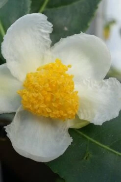 Yellow Big Leaf Tea Plant - Camellia Sinensis - 1 Gallon Pot