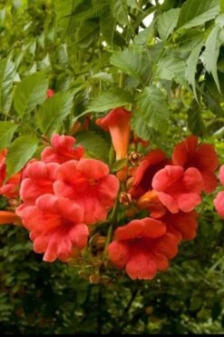 Balboa Sunset Trumpet Vine (Campsis Radicans) - 5 Gallon Pot 10 Balboa Sunset Trumpet Vine (Campsis Radicans) - 5 Gallon Pot -Plant Shop Campsis Balboa Sunset 2