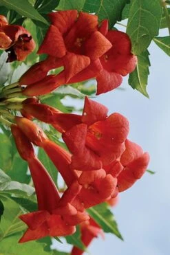 Balboa Sunset Trumpet Vine (Campsis Radicans) - 5 Gallon Pot 11 Balboa Sunset Trumpet Vine (Campsis Radicans) - 5 Gallon Pot -Plant Shop Campsis Balboa Sunset 3