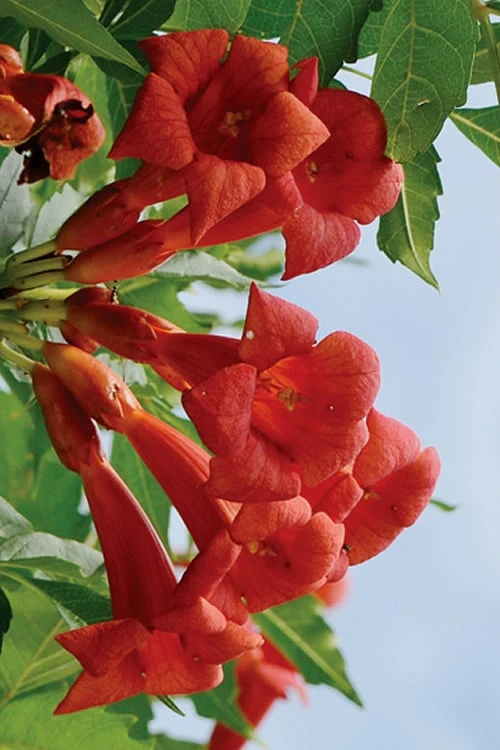 Balboa Sunset Trumpet Vine (Campsis Radicans) - 5 Gallon Pot 7 Balboa Sunset Trumpet Vine (Campsis Radicans) - 5 Gallon Pot - Image 5