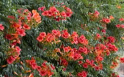 Madame Galen Trumpet Vine (Campsis) - 1 Gallon Pot -Plant Shop Campsis Madame Galen 12 1
