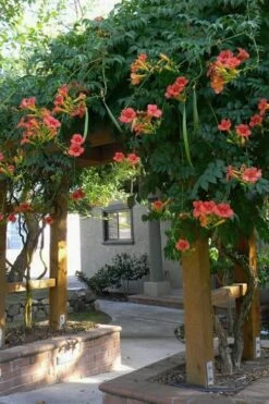 Madame Galen Trumpet Vine (Campsis) - 1 Gallon Pot -Plant Shop Campsis Madame Galen 14 1