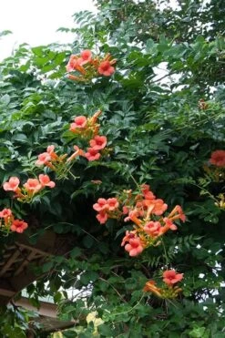 Madame Galen Trumpet Vine (Campsis) - 1 Gallon Pot -Plant Shop Campsis Madame Galen 500x750 2