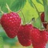 Caroline Raspberry - 6 Pack 1 Gallon Pots -Plant Shop Caroline Raspberry 1
