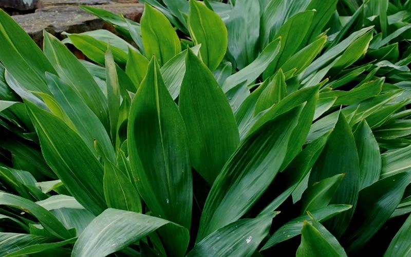 Cast Iron Plant - 6 Pack Of 1 Gallon Pots 7 Cast Iron Plant - 6 Pack Of 1 Gallon Pots - Image 5