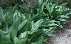 Cast Iron Plant - 3 Gallon Pot -Plant Shop Cast Iron Plant 3 2