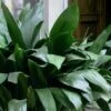 Cast Iron Plant - 2 Gallon Pot 1 Cast Iron Plant - 2 Gallon Pot -Plant Shop Cast Iron Plant 500x750 1