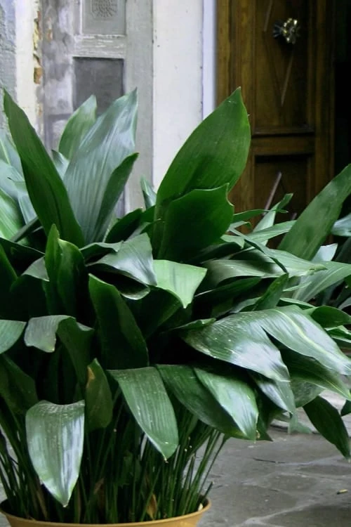 Cast Iron Plant - 6 Pack Of 1 Gallon Pots 3 Cast Iron Plant - 6 Pack Of 1 Gallon Pots