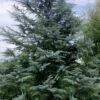 Patti Faye Deodar Cedar - 7 Gallon Pot -Plant Shop Cedar Deodar Patti Faye 10