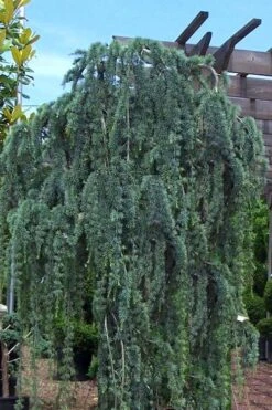 Weeping Blue Atlas Cedar - 1 Gallon Pot 11 Weeping Blue Atlas Cedar - 1 Gallon Pot -Plant Shop Cedar Weeping Blue Atlas 1