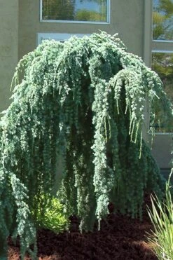 Weeping Blue Atlas Cedar - 1 Gallon Pot 13 Weeping Blue Atlas Cedar - 1 Gallon Pot -Plant Shop Cedar Weeping Blue Atlas 4