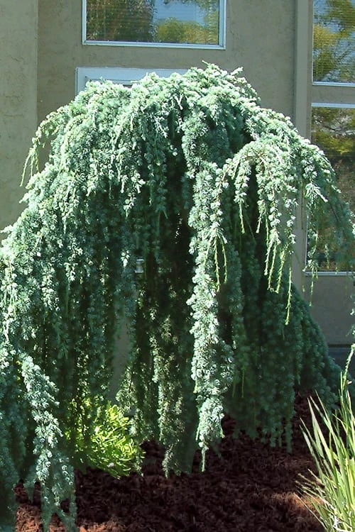 Weeping Blue Atlas Cedar - 1 Gallon Pot 8 Weeping Blue Atlas Cedar - 1 Gallon Pot - Image 6