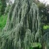Weeping Blue Atlas Cedar - 1 Gallon Pot -Plant Shop Cedar Weeping Blue Atlas 5