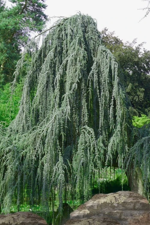 Weeping Blue Atlas Cedar - 1 Gallon Pot 3 Weeping Blue Atlas Cedar - 1 Gallon Pot