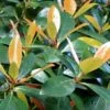 Japanese Cleyera (Ternstroemia Gymnanthera) - 3 Gallon Pot -Plant Shop Cleyera Japonica 500x750 1