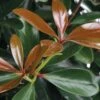 LeAnn Cleyera Japonica - 3 Gallon Pot 1 LeAnn Cleyera Japonica - 3 Gallon Pot -Plant Shop Cleyera Leann BS